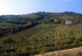 /album/il-territorio/vigneti-vignalta-05-jpg2/
